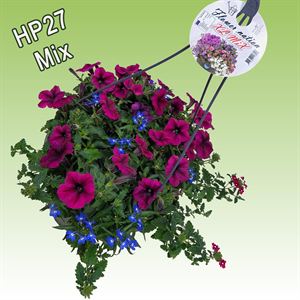 Bild von Hp27 multi mix fashionista new